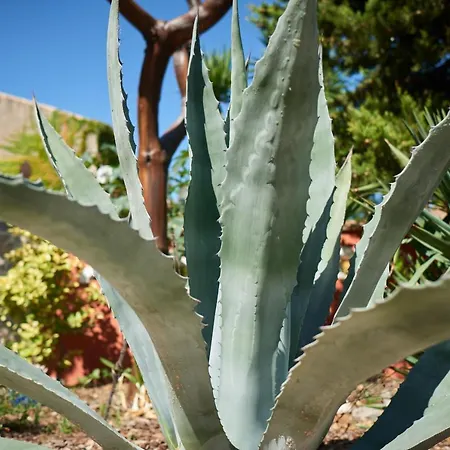 Jardin De Palme Appartamento